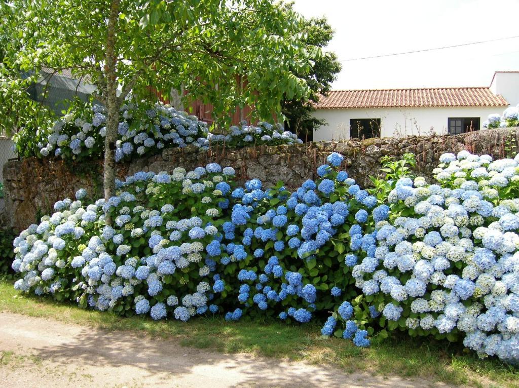 Quinta De Luou Villa Santa Cruz do Lima Rom bilde